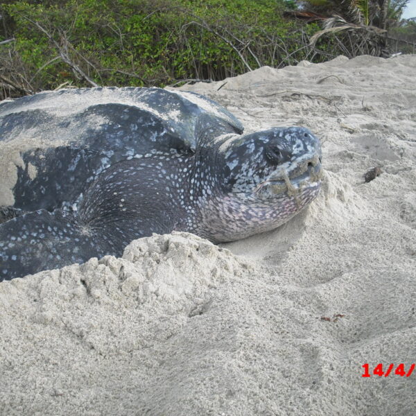 Turtle Village Trust