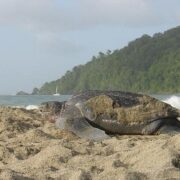 Turtle Watching