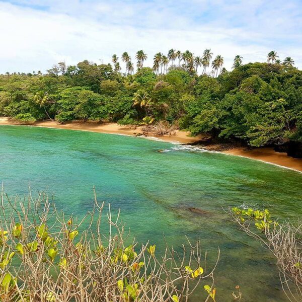 Forest Point and Toco Lighthouse