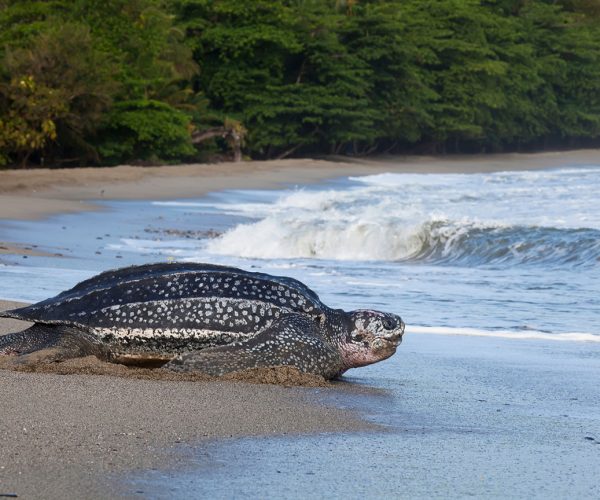Government Meets with Turtle Village Trust