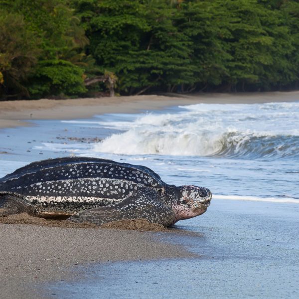 Government Meets with Turtle Village Trust
