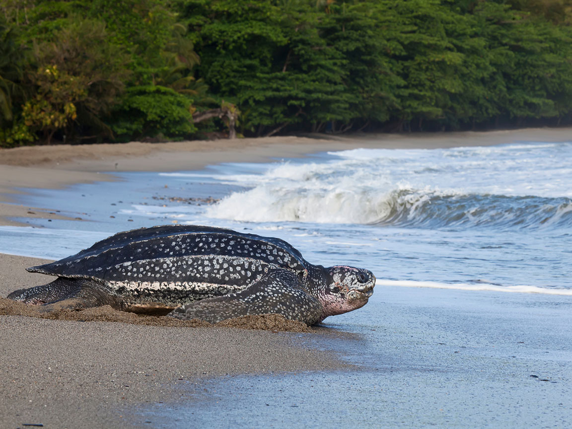 Government Meets with Turtle Village Trust